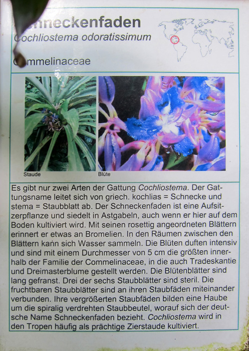 Palmengarten25